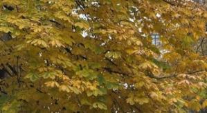 Ксения Бородина: Пупсики, какие мысли по поводу Патриков?