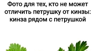 Мнение о последних проектных событиях (15.05.2026)